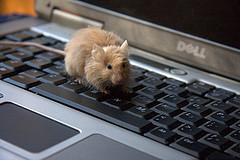 real live mouse on keyboard